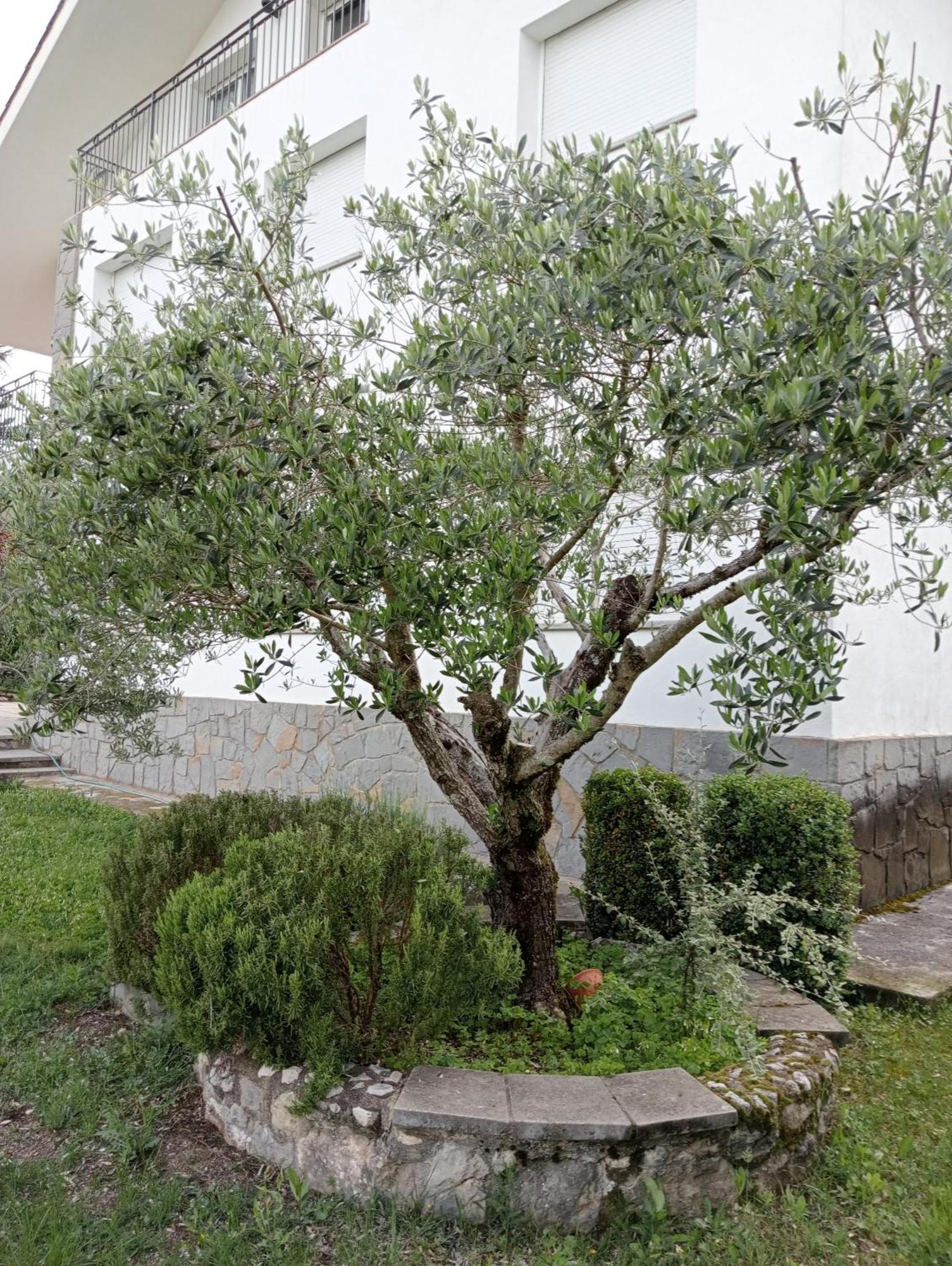 Apartamento-Casa Turistica L'Espigol Sant Llorenç de Morunys Zewnętrze zdjęcie